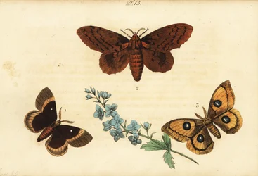 Eichenspinner, Lasiocampa quercus 1, Pappelschwärmer, Gastropacha populifolia 2, und Tau-Augenfalter, Aglia tau 3